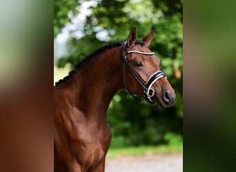 Welsh D (Cob), Gelding, 3 years, 14.1 hh, Brown