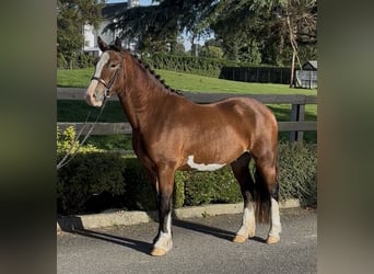 Welsh D (Cob), Gelding, 3 years, 14.2 hh, Bay
