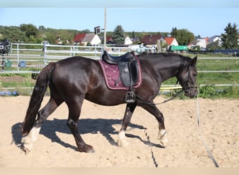 Welsh D (Cob), Gelding, 3 years, 14,1 hh, Black