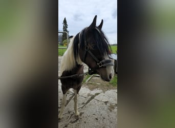 Welsh D (Cob) Mix, Gelding, 3 years, 14,1 hh, Pinto