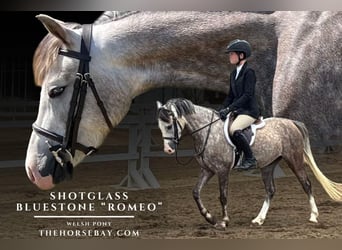 Welsh D (Cob), Gelding, 5 years, 12,2 hh, Grey-Dapple