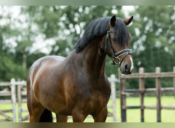 Welsh D (Cob), Gelding, 5 years, 14,1 hh, Bay-Dark
