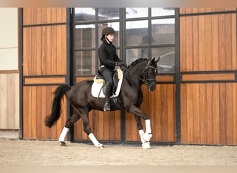 Welsh D (Cob), Gelding, 5 years, 14,1 hh, Black