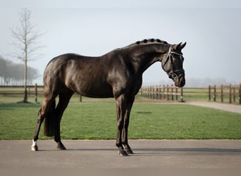 Welsh D (Cob), Gelding, 5 years, 14,1 hh, Black