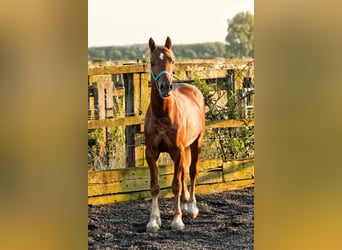 Welsh D (Cob), Gelding, 5 years, 14,2 hh, Chestnut-Red