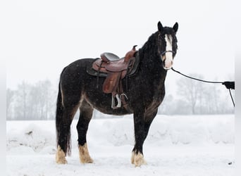 Welsh D (Cob), Gelding, 5 years, 14,2 hh, Smoky-Black
