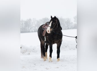 Welsh D (Cob), Gelding, 5 years, 14,2 hh, Smoky-Black