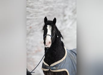 Welsh D (Cob), Gelding, 5 years, 14,2 hh, Smoky-Black