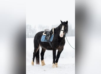 Welsh D (Cob), Gelding, 5 years, 14,2 hh, Smoky-Black