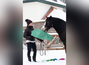 Welsh D (Cob), Gelding, 5 years, 14,2 hh, Smoky-Black