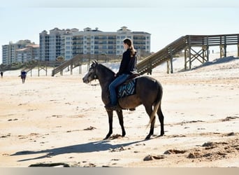 Welsh D (Cob) Mix, Gelding, 6 years, 13.2 hh, Grey