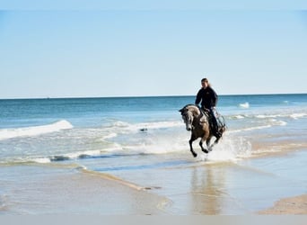 Welsh D (Cob) Mix, Gelding, 6 years, 13,2 hh, Grey