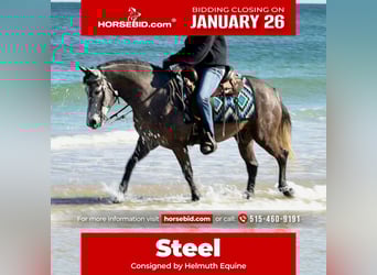 Welsh D (Cob) Mix, Gelding, 6 years, 13,2 hh, Grey