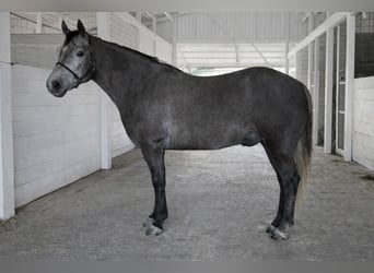Welsh D (Cob) Mix, Gelding, 6 years, 13,2 hh, Grey