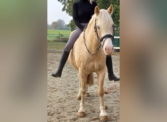 Welsh D (Cob), Gelding, 6 years, 14,1 hh, Sabino