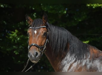 Welsh D (Cob), Gelding, 6 years, 14,2 hh, Bay-Dark