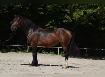 Welsh D (Cob), Gelding, 6 years, 14,2 hh, Bay-Dark