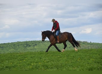 Welsh D (Cob), Gelding, 6 years, 14,2 hh, Bay-Dark