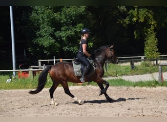 Welsh D (Cob), Gelding, 6 years, 14,2 hh, Bay-Dark