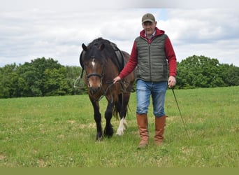 Welsh D (Cob), Gelding, 6 years, 14,2 hh, Bay-Dark