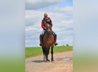 Welsh D (Cob), Gelding, 6 years, 14,2 hh, Bay-Dark