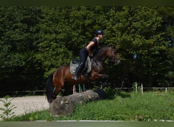 Welsh D (Cob), Gelding, 6 years, 14,2 hh, Bay-Dark