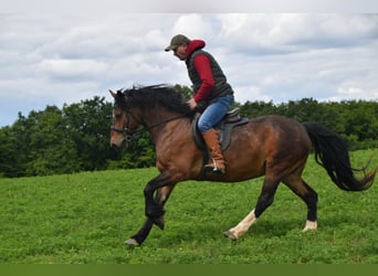 Welsh D (Cob), Gelding, 6 years, 14,2 hh, Bay-Dark