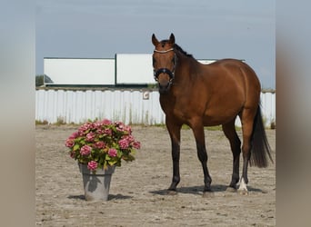 Welsh D (Cob), Gelding, 7 years, 14.2 hh, Brown