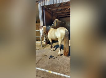 Welsh D (Cob), Gelding, 7 years, 14.2 hh, Buckskin