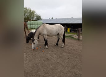 Welsh D (Cob), Gelding, 7 years, 14.2 hh, Buckskin