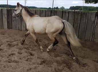 Welsh D (Cob), Gelding, 7 years, 14.2 hh, Buckskin