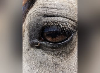 Welsh D (Cob), Gelding, 7 years, 14.2 hh, Buckskin