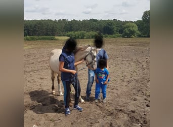 Welsh D (Cob), Gelding, 7 years, 14.2 hh, Buckskin