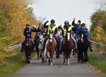 Welsh D (Cob) Mix, Gelding, 7 years, 14,1 hh, Chestnut