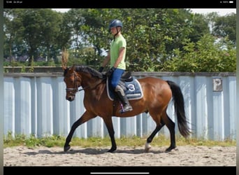 Welsh D (Cob), Gelding, 7 years, 14,2 hh, Brown