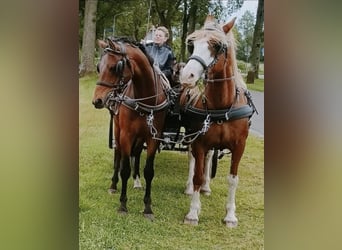 Welsh D (Cob), Gelding, 7 years, 14,2 hh, Brown