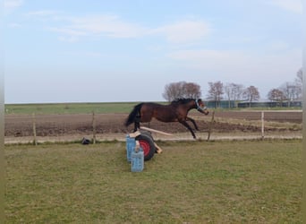 Welsh D (Cob), Gelding, 7 years, 14,2 hh, Brown