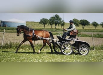 Welsh D (Cob), Gelding, 7 years, 14,2 hh, Brown