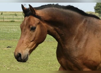 Welsh D (Cob), Gelding, 7 years, 14,2 hh, Brown