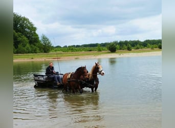 Welsh D (Cob), Gelding, 7 years, 14,2 hh, Brown