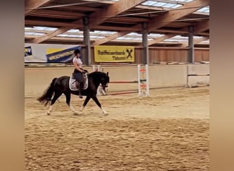 Welsh D (Cob), Gelding, 8 years, 14.2 hh, Black