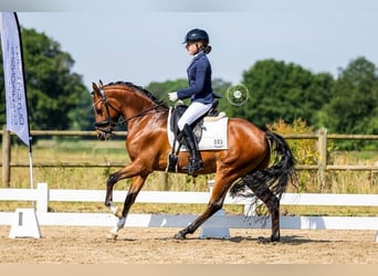 Welsh D (Cob), Gelding, 8 years, 14.2 hh, Brown