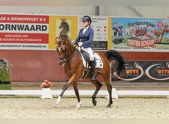Welsh D (Cob), Gelding, 8 years, 14.2 hh, Brown