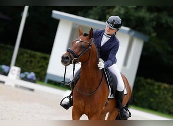 Welsh D (Cob), Gelding, 8 years, 14.2 hh, Brown