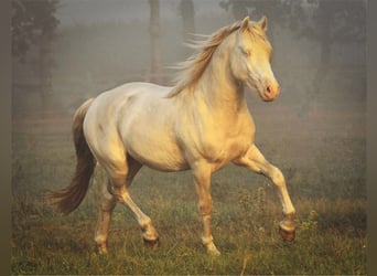 Welsh D (Cob), Gelding, 8 years, 14.3 hh, Perlino
