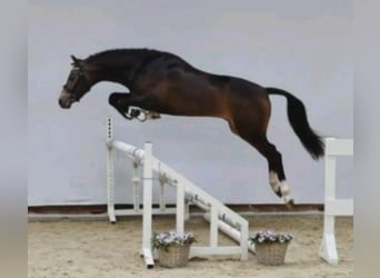 Welsh D (Cob), Gelding, 8 years, 14,2 hh