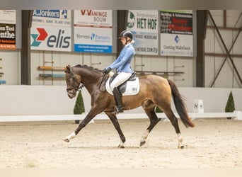 Welsh D (Cob), Gelding, 8 years, 14,2 hh