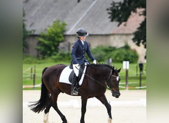 Welsh D (Cob), Gelding, 8 years, 15.1 hh, Black