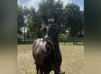 Welsh D (Cob), Gelding, 9 years, 14.2 hh, Bay-Dark