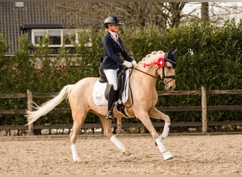 Welsh D (Cob), Gelding, 9 years, 14.2 hh, Palomino